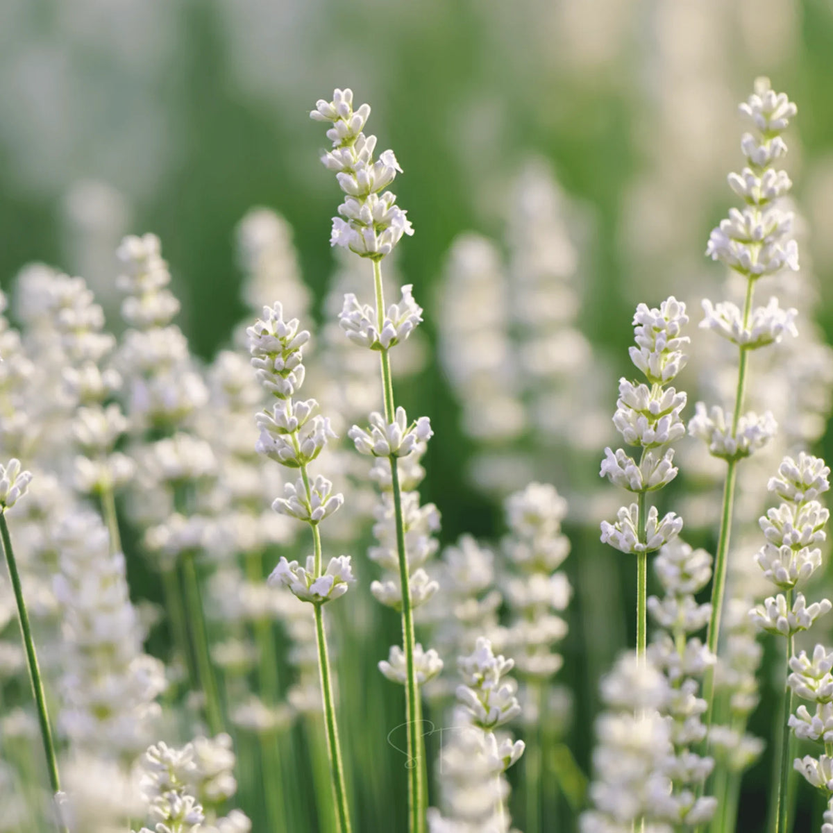 White Lavender Ellagance Flower seeds for Planting - Premium Quality, Heirloom & GMO Free Seeds for Home Garden