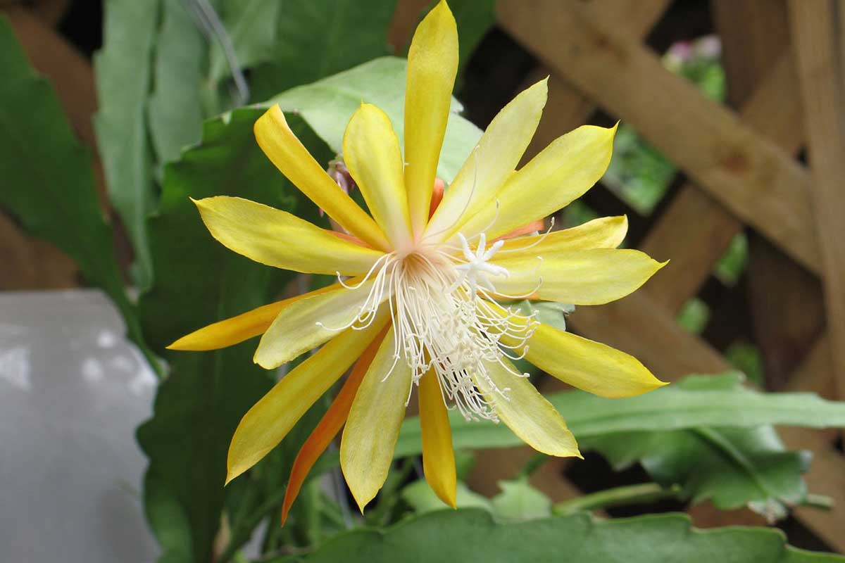 Epiphyllum Flower seeds for Planting Low Maintenance Heirloom & GMO Free Seeds for Home Garden