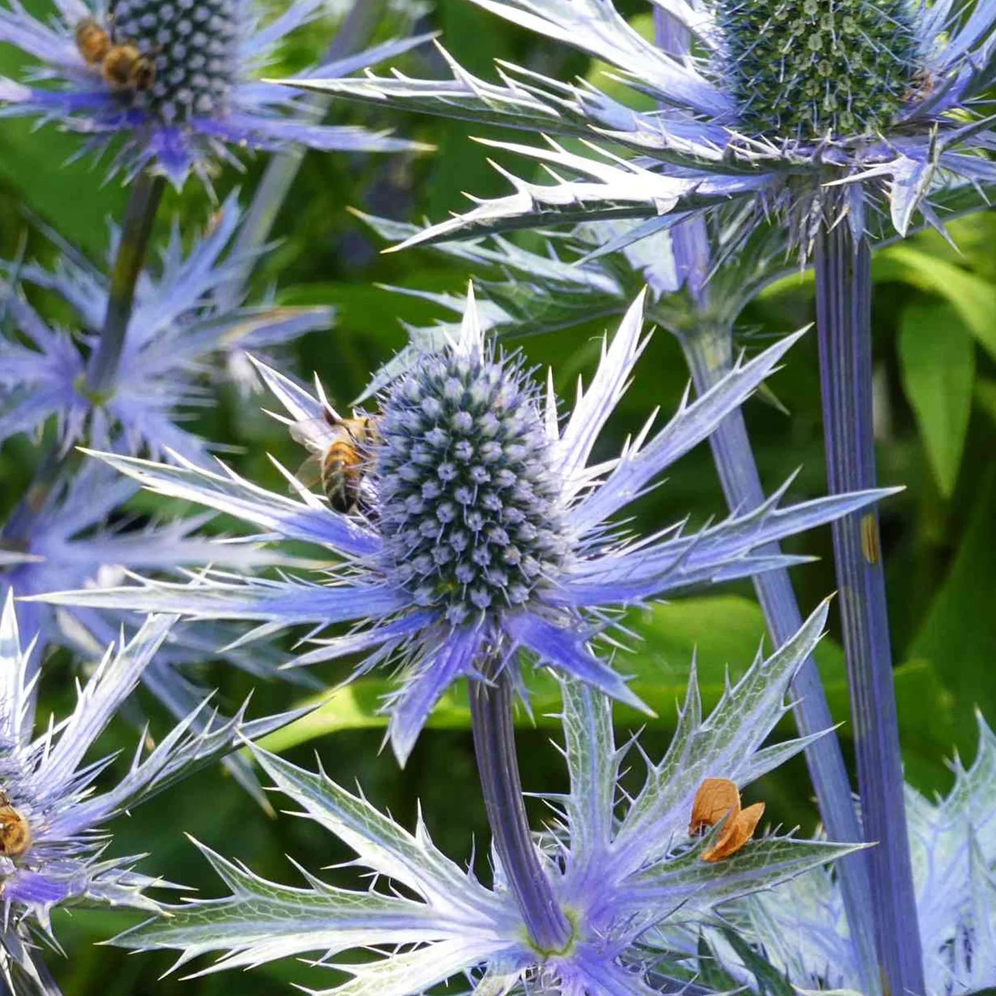Hobbit Sea Holly Eryngium Flower seeds for Planting Bright Blooms Heirloom & GMO Free Seeds for Home Garden