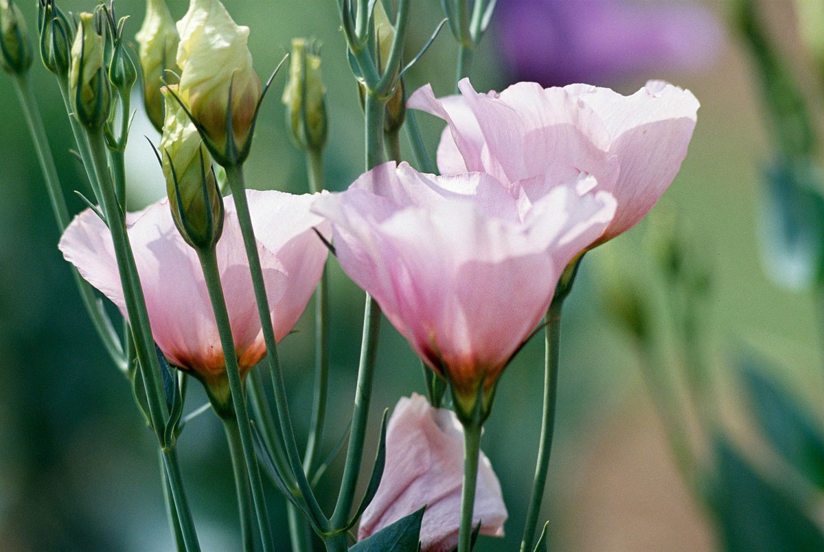 Light Pink Eustoma Flower Seeds for Easy Planting