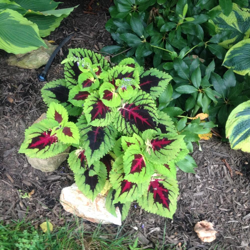 Heirloom Kong Lime Flower seeds for Planting Vibrant Colors Heirloom & GMO Free Seeds for Home Garden