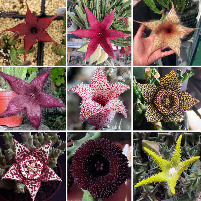 Stapelia Pulchella Succulent Flower seeds for Planting - Hardy Variety, Heirloom & GMO Free Seeds for Home Garden