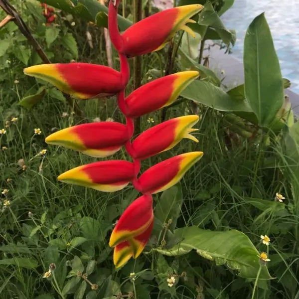 False Bird of Paradise Flower seeds for Planting Colorful Display Heirloom & GMO Free Seeds for Home Garden