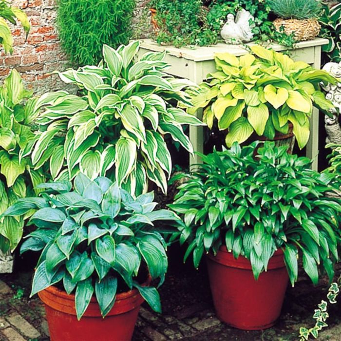 Hosta Perennial Flower seeds for Planting - Easy to Grow, Heirloom & GMO Free Seeds for Home Garden