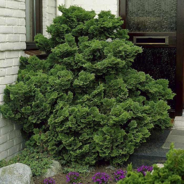 Green Chamaecyparis Obtusa Seeds For Planting