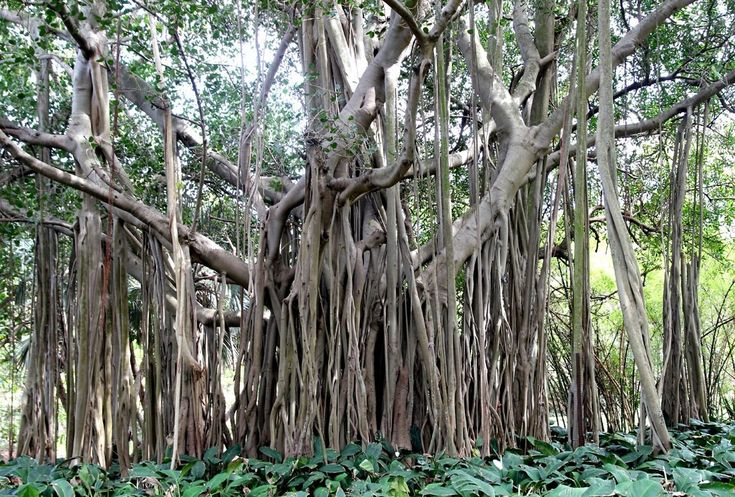 Indoor Banyan Fig tree in pot