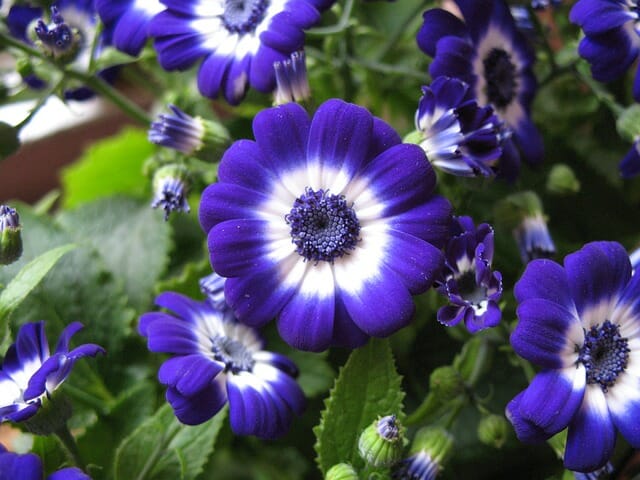 Cineraria Flower seeds for Planting Cottage Garden Essential Heirloom & GMO Free Seeds for Home Garden
