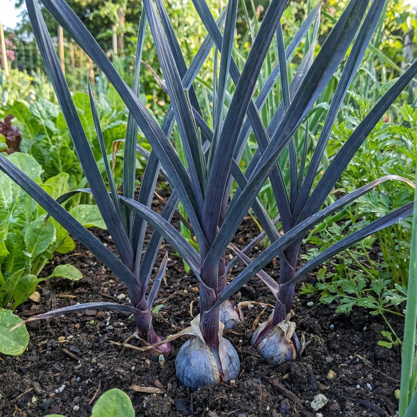 Plant Dark Blue Garlic Vegetable Seeds for Unique and Flavorful Gardens