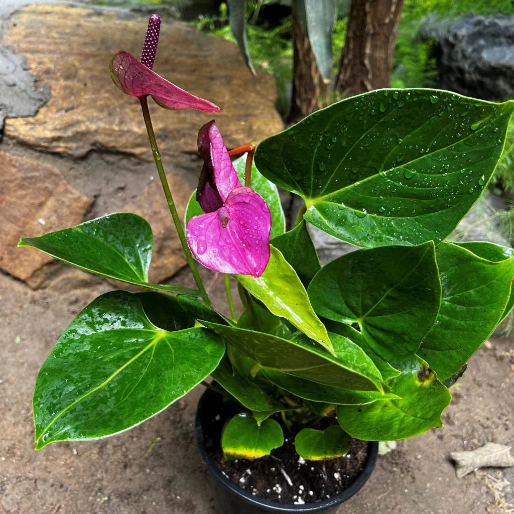 Anthurium Violet Flowers in Garden Beds