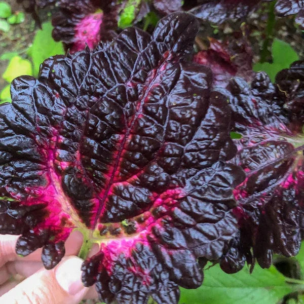 Black Red Dragon Coleus in Garden Borders