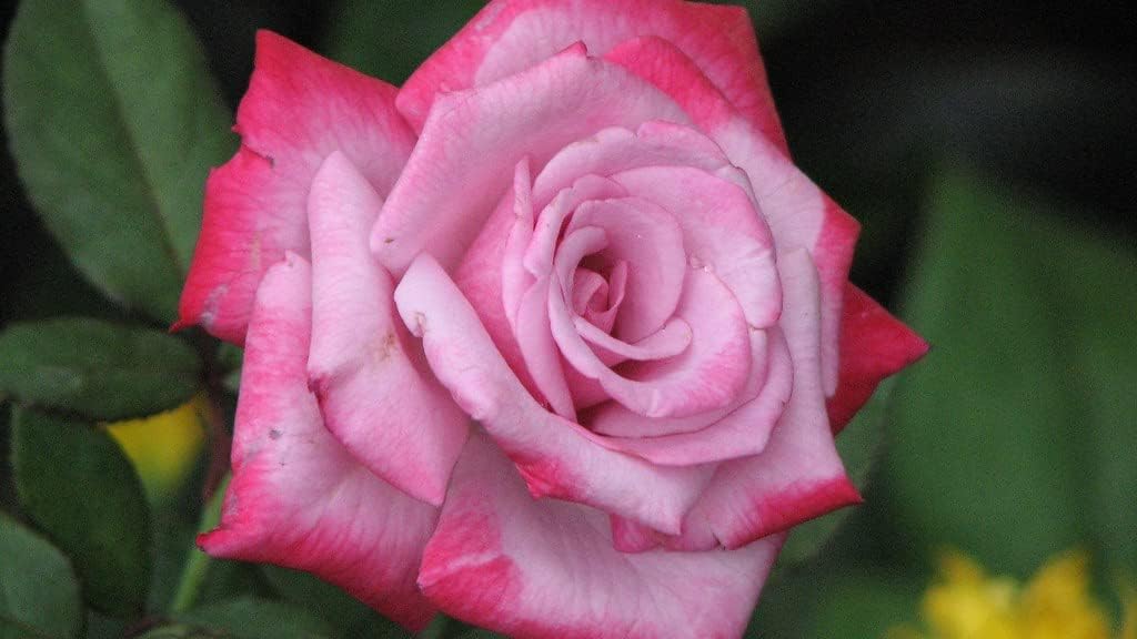 Pink and White Roses in Garden Borders