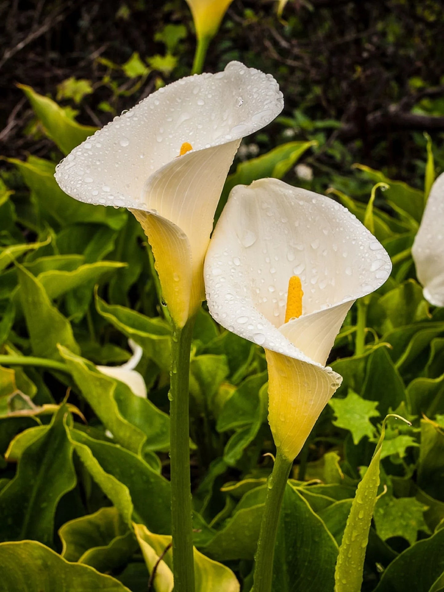 Zantedeschia Aethiopica Blooms in Garden Borders