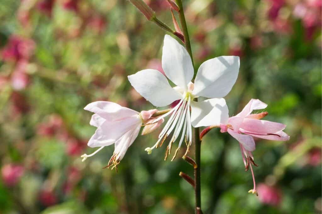 Gaura Lindheimeri Flower seeds for Planting Compact Growth Heirloom & GMO Free Seeds for Home Garden