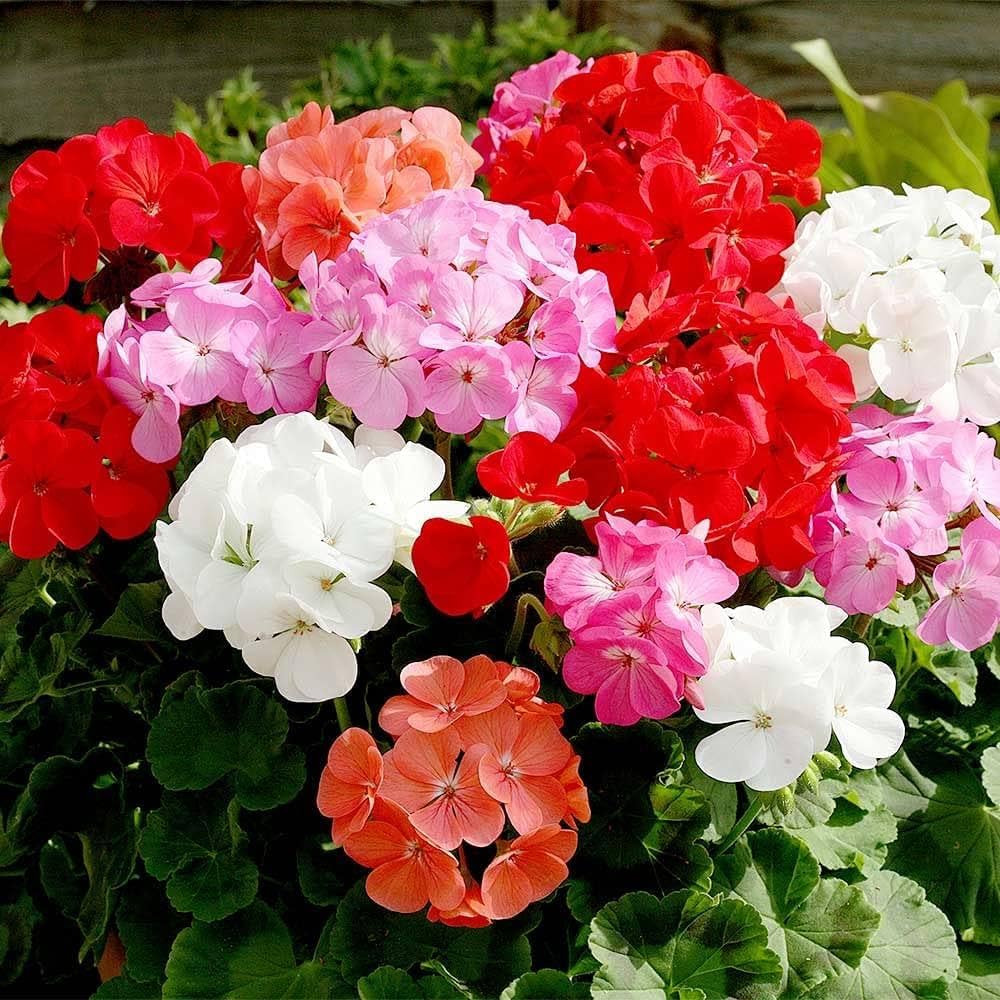 Bicolor Geranium Red White flowers in garden beds