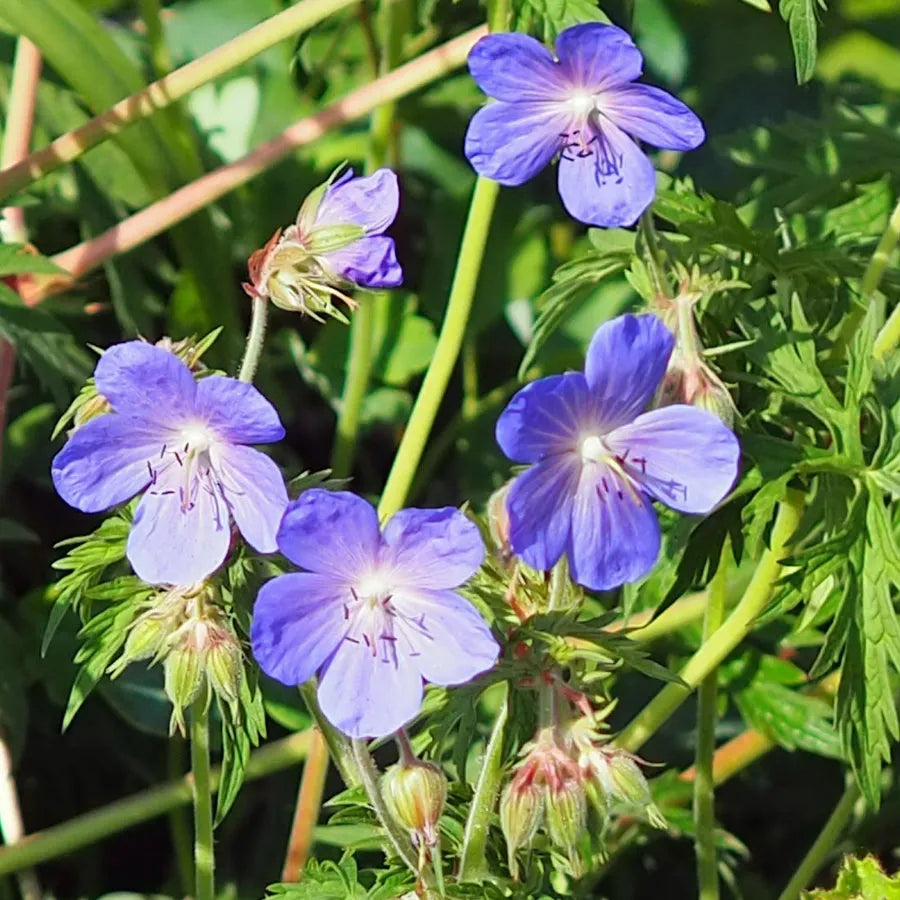 Geranium Pratense Flower seeds for Planting Compact Growth Heirloom & GMO Free Seeds for Home Garden