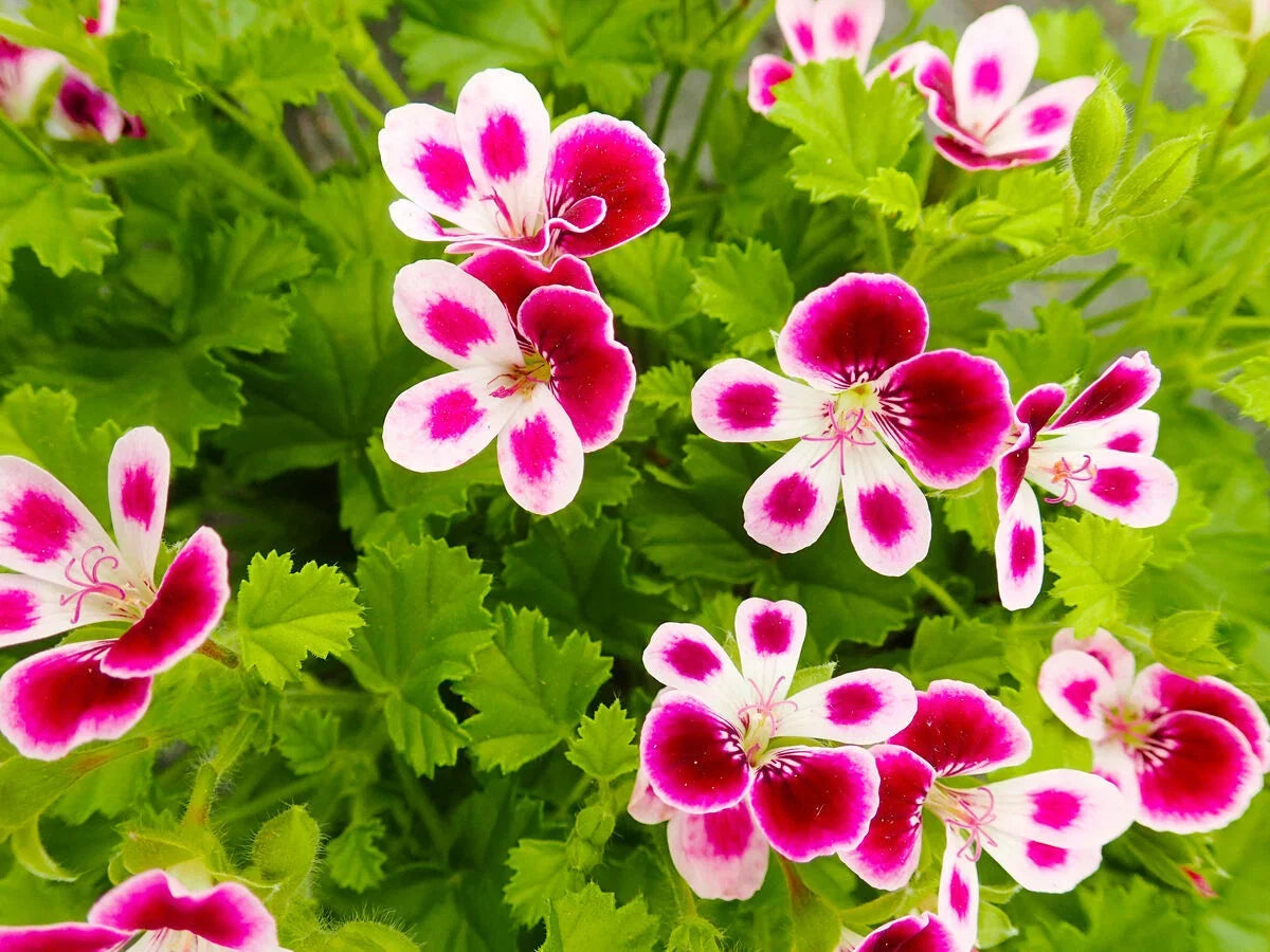 Pelargonium Flower seeds for Planting Colorful Display Heirloom & GMO Free Seeds for Home Garden