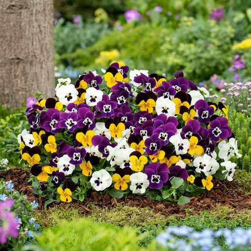 Pansy Flower seeds for Planting, Garden Favorite Heirloom & GMO Free Seeds for Home Garden