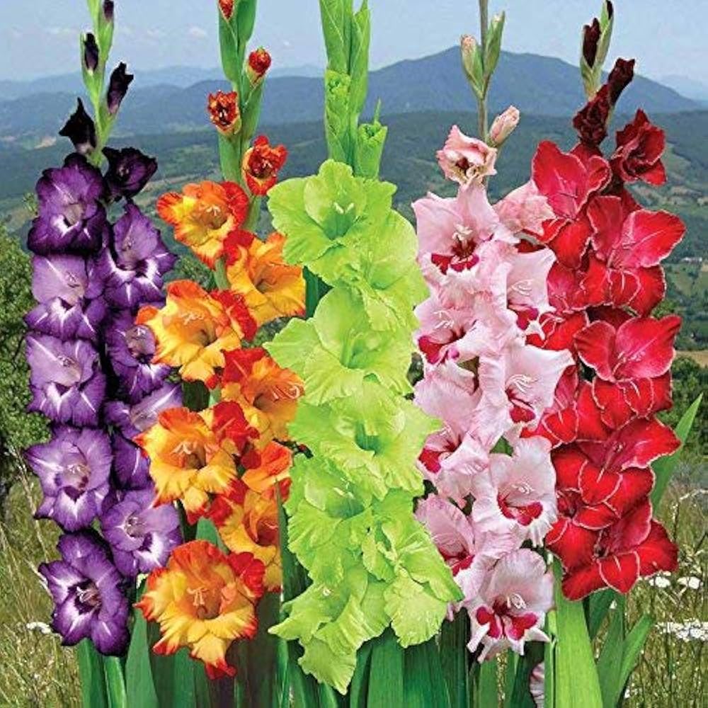 Dark Pink Gladiolus Flower Border in Bloom