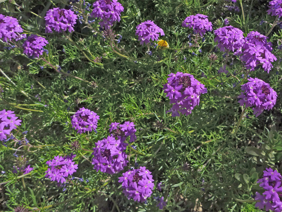 Moss (Moss Verbena) seeds for planting in home garden