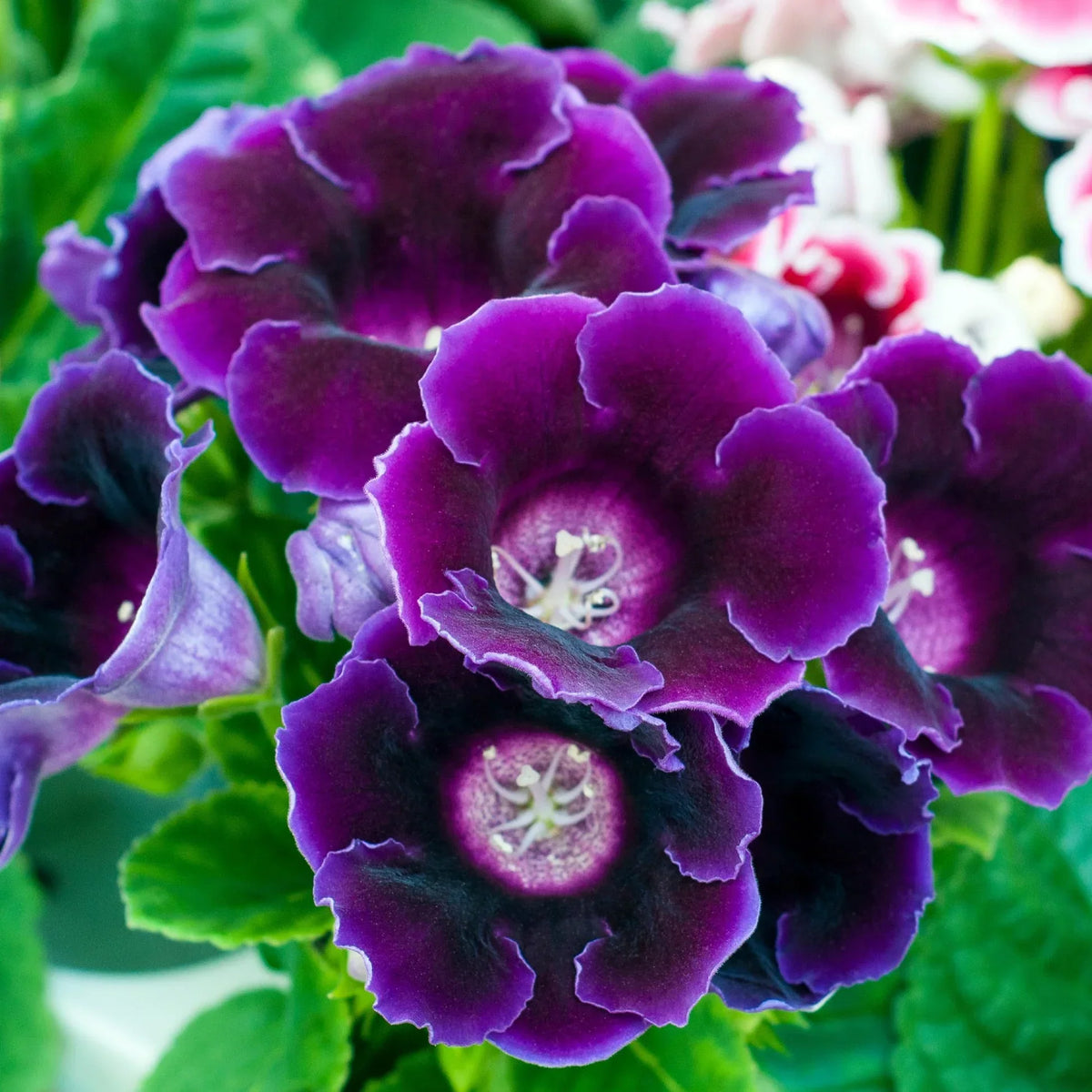 How to Grow Violet Dark Gloxinia Flowers