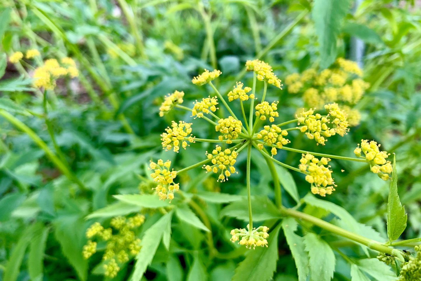 Native perennial Golden Alexander grown from non-GMO seeds