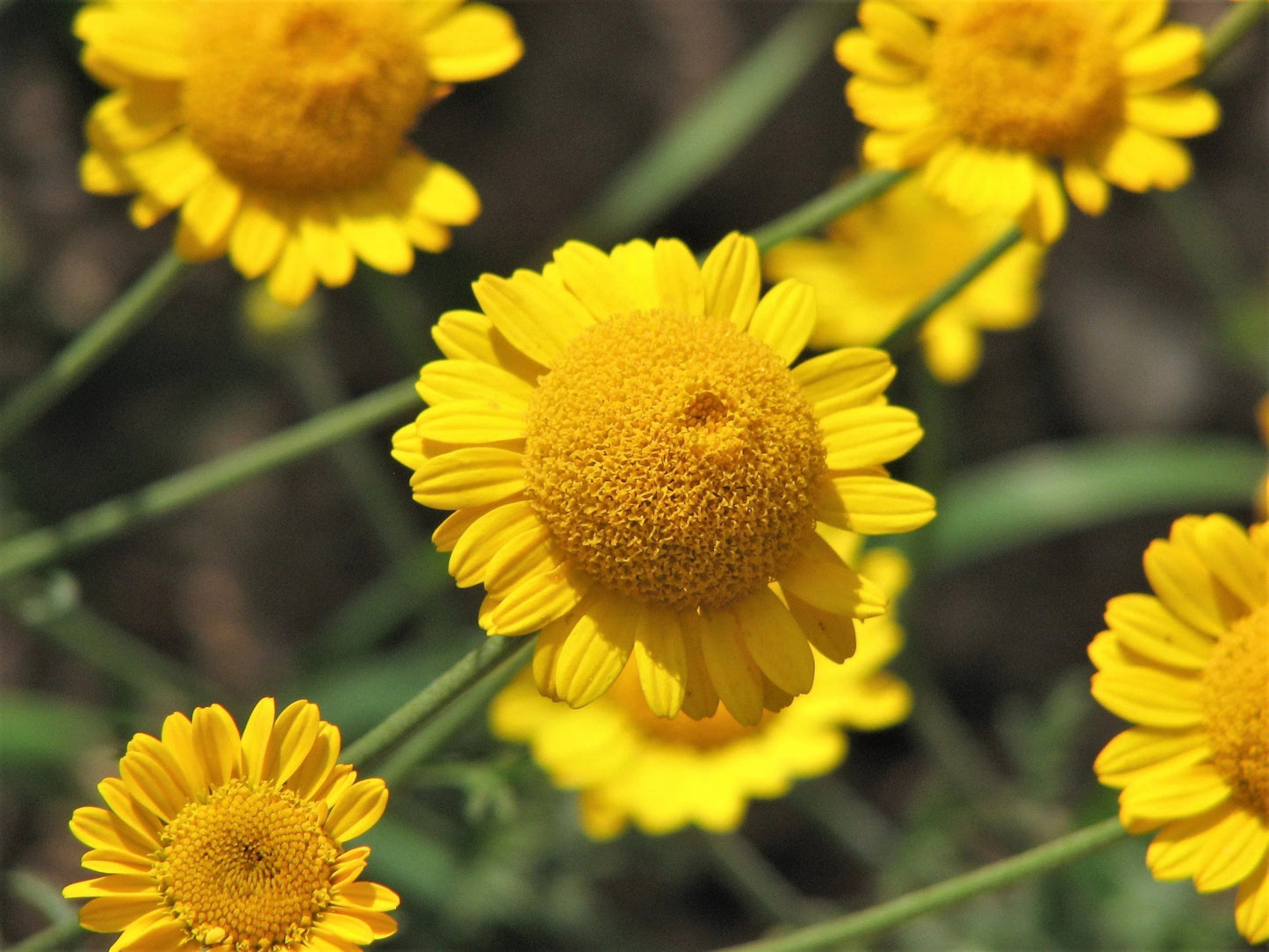 Seedlings of Golden Marguerite Daisy growing in garden soil