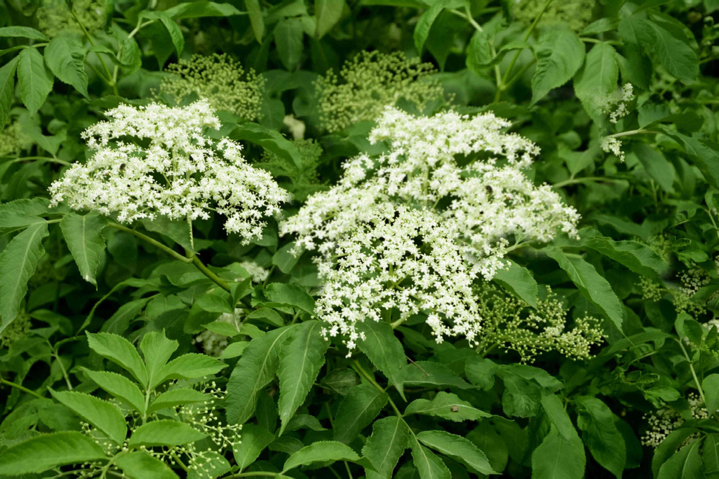 Elderberry Seeds - Improved Cultivar Mix (Sambucus nigra)