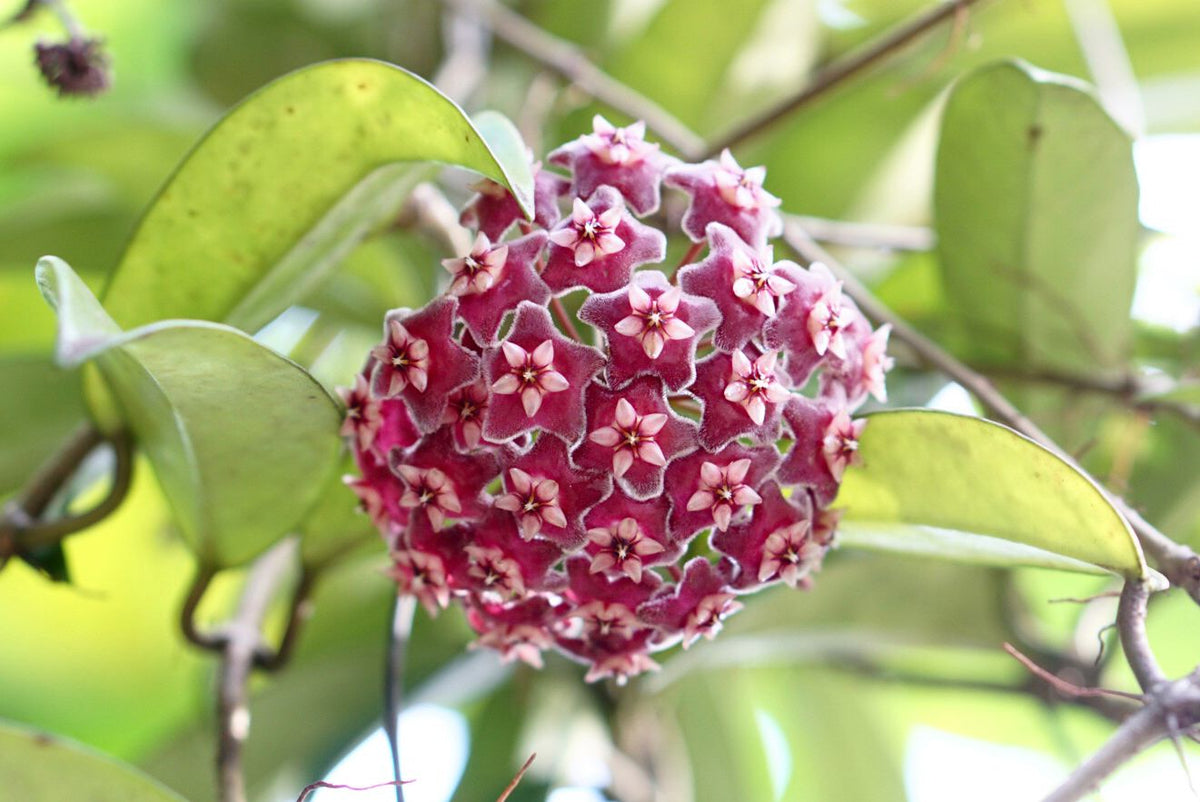 Hanging Violet Hoya Blooms in Basket