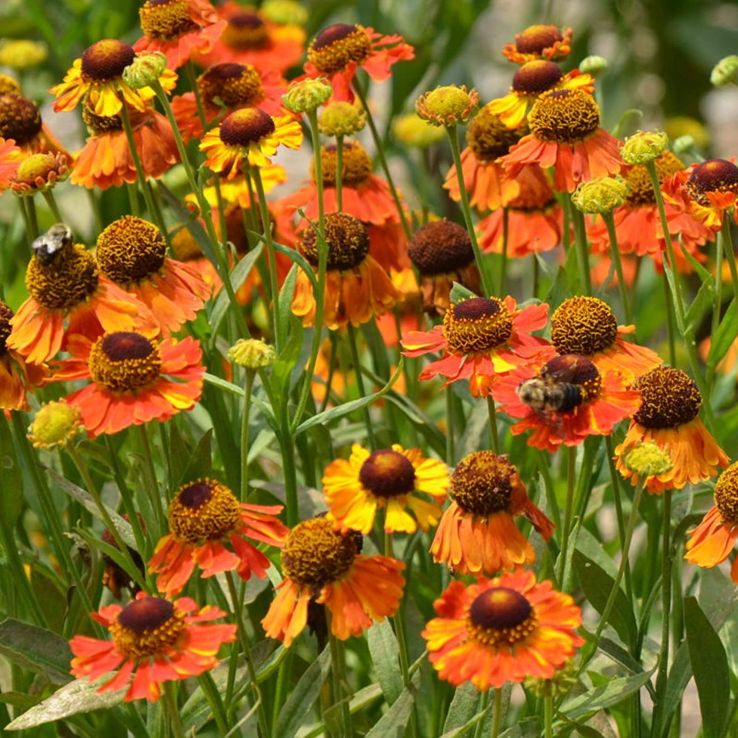 Helenium Flower seeds for Planting Bright Blooms Heirloom & GMO Free Seeds for Home Garden