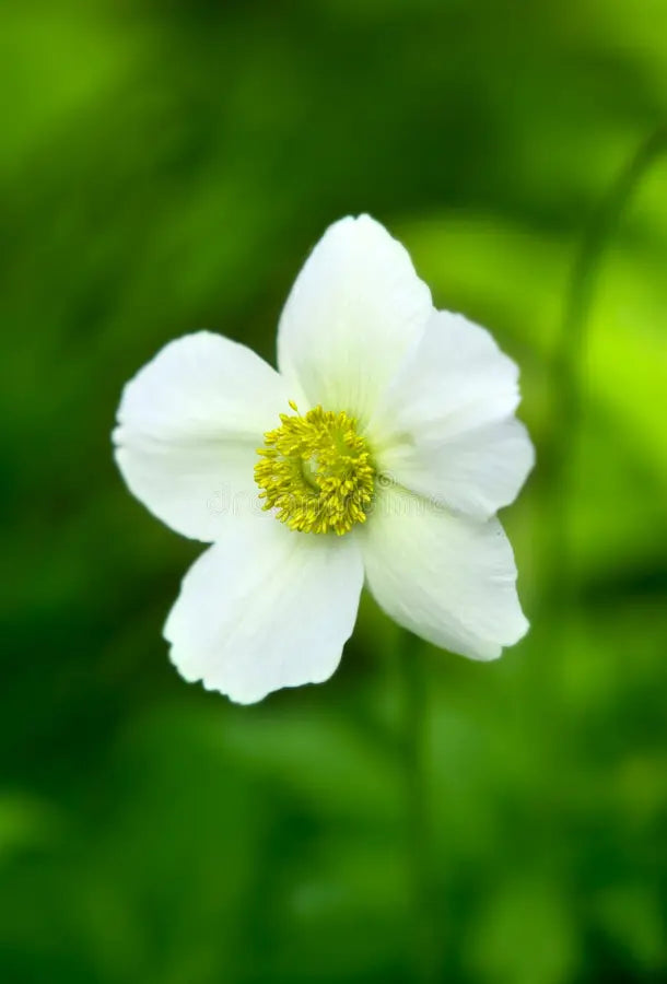 Helianthemum Flower seeds for Planting Bright Blooms Heirloom & GMO Free Seeds for Home Garden