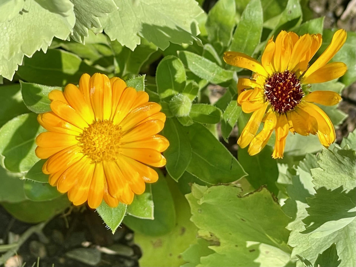 Variety pack of ornamental herb seeds collection