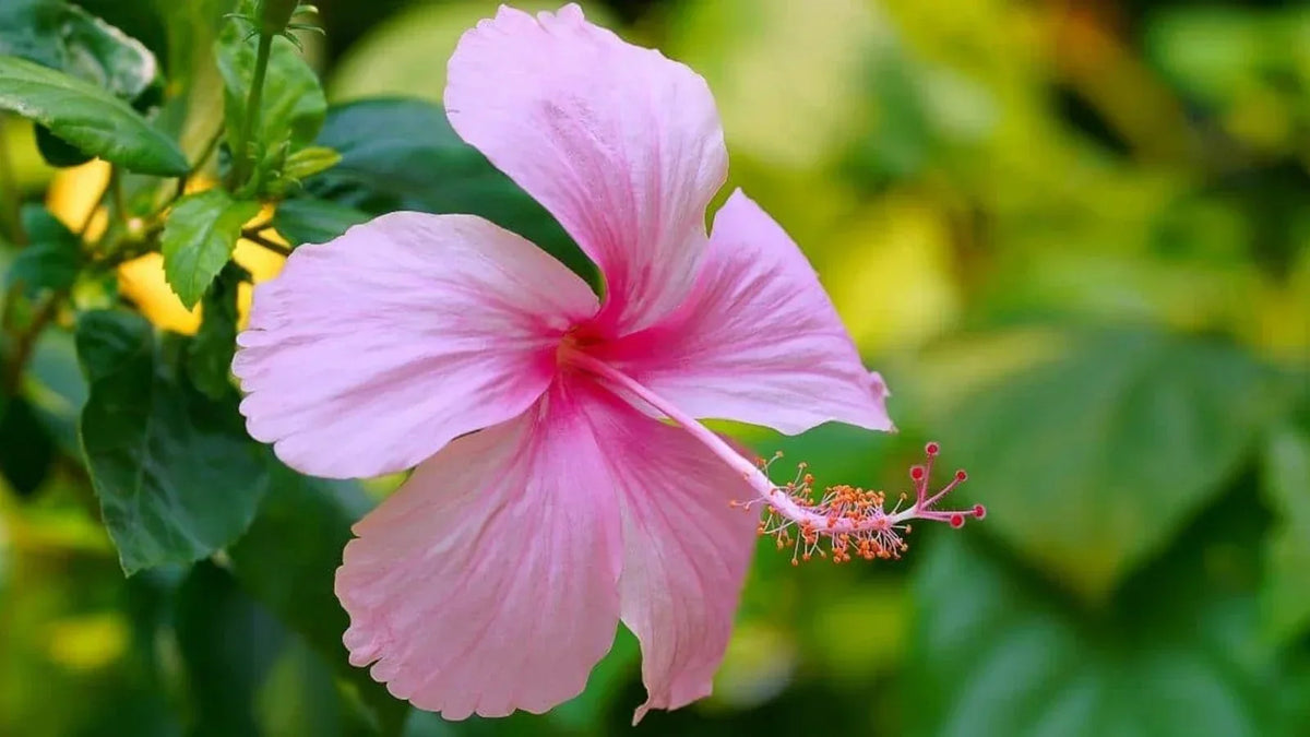 Close-Up of Dramatic Hibiscus Flower Petals