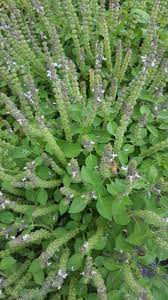 Non GMO Holy Basil Tulsi seeds for planting