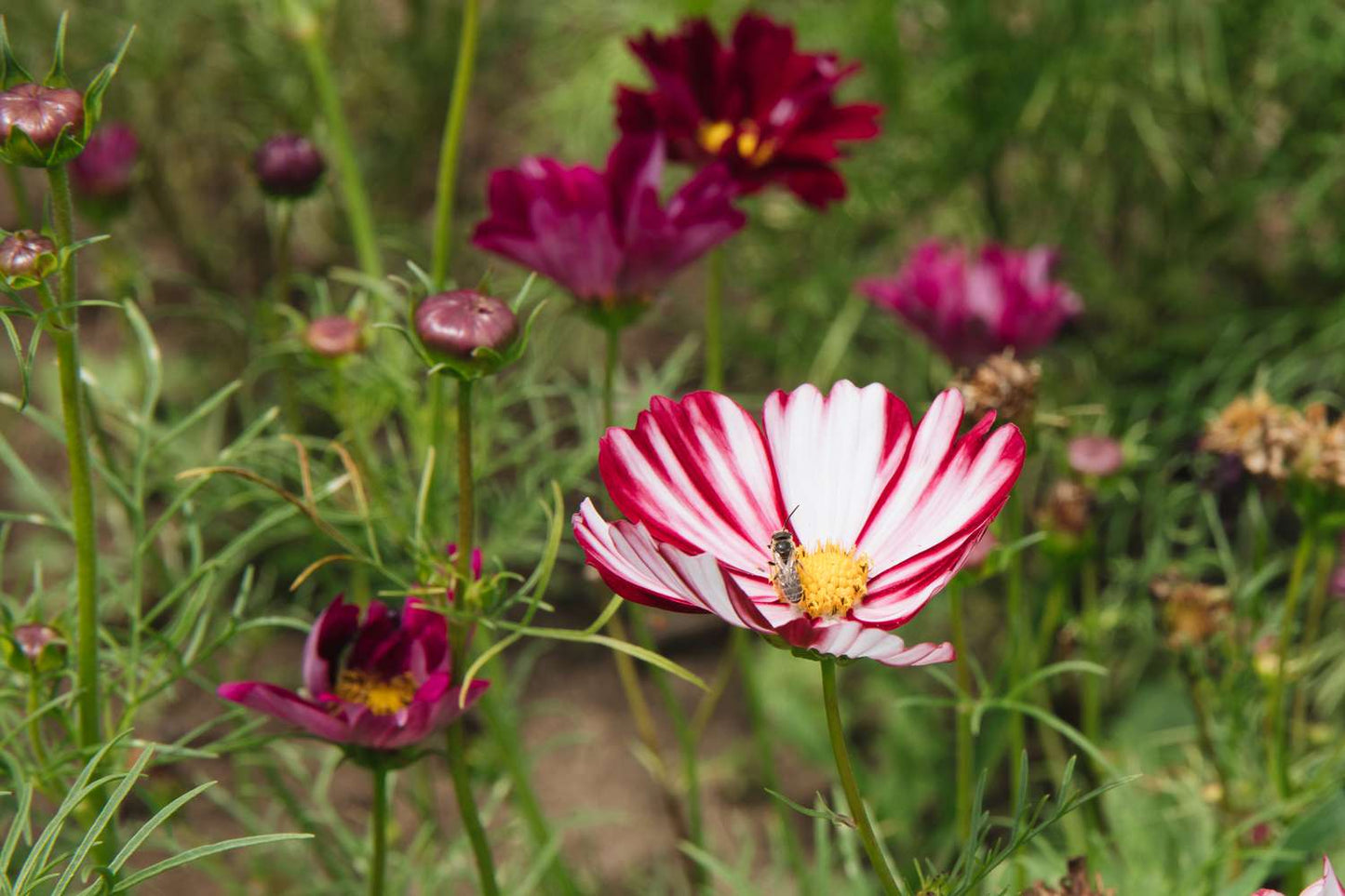 Heirloom Cosmos Peppermint Twist Flower seeds for Planting Premium Quality Heirloom & GMO Free Seeds for Home Garden