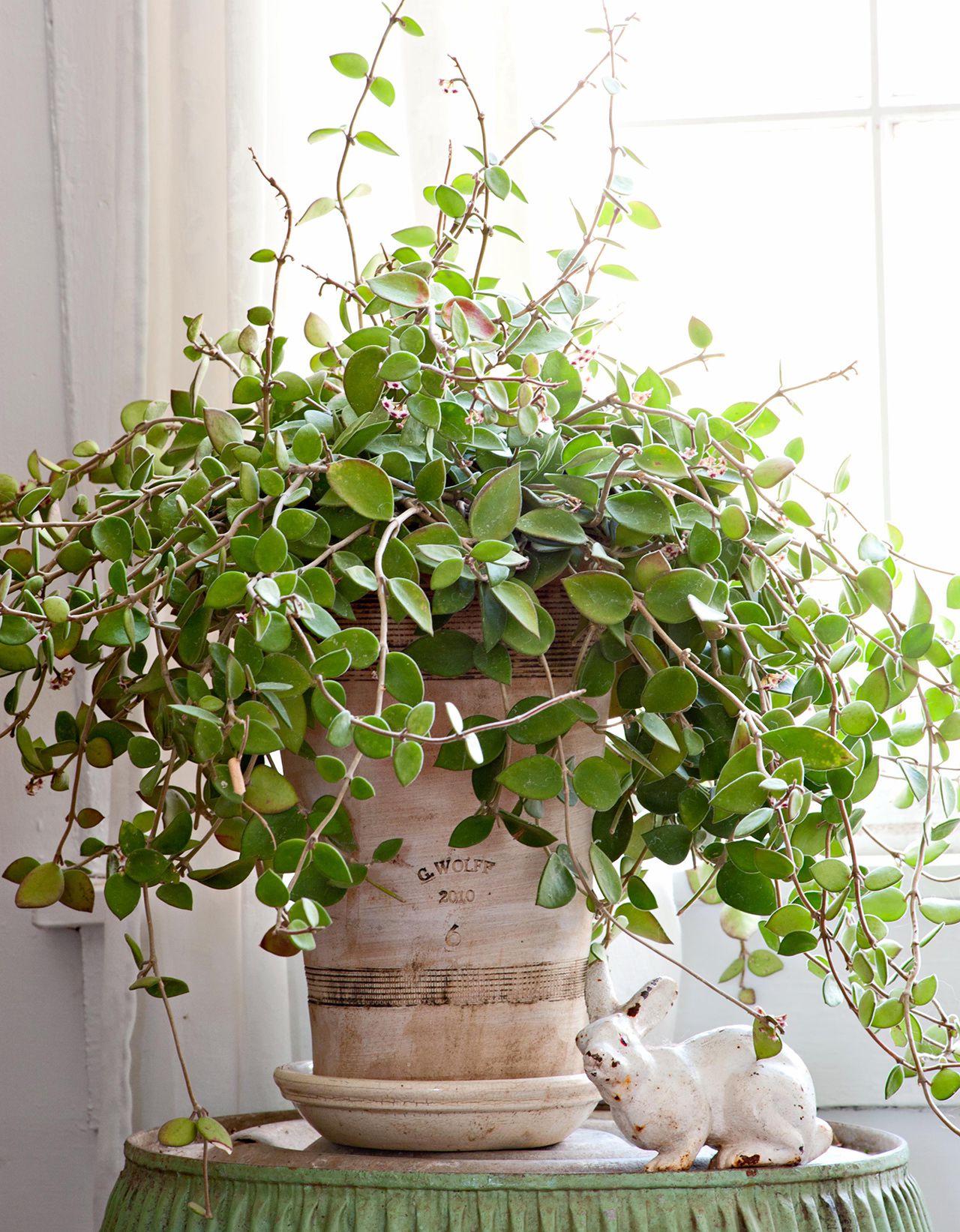 Cream Hoya Planting Seeds For Vibrant Growth Flower