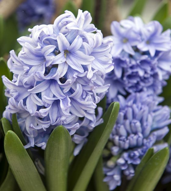 Hyacinthus Orientalis Flower seeds for Planting Pollinator Friendly Heirloom & GMO Free Seeds for Home Garden