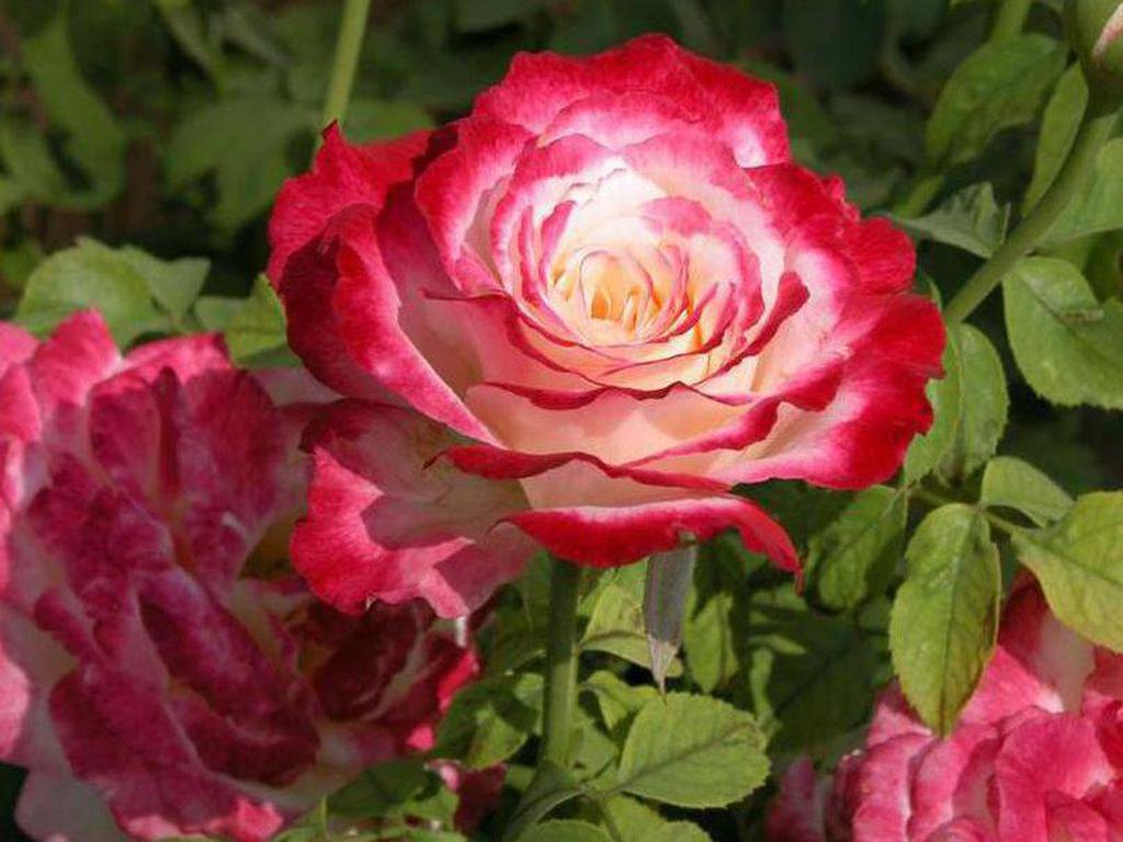 Double (Double Delight) seeds for planting in home garden