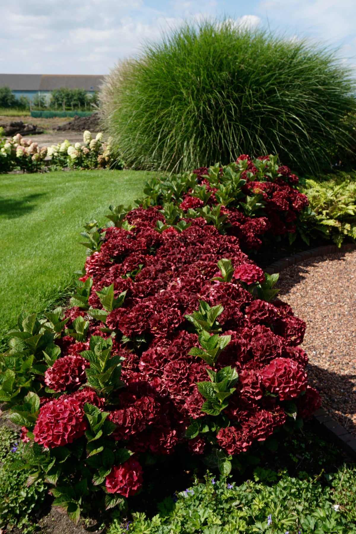 Burgundy Hydrangea Flowering Seeds for Planting and Gardening