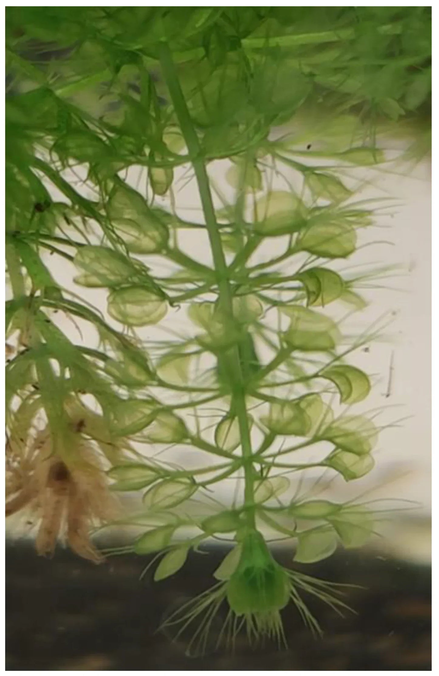 Aldrovanda Vesiculosa Seeds For Planting - Aquatic Carnivorous Plant