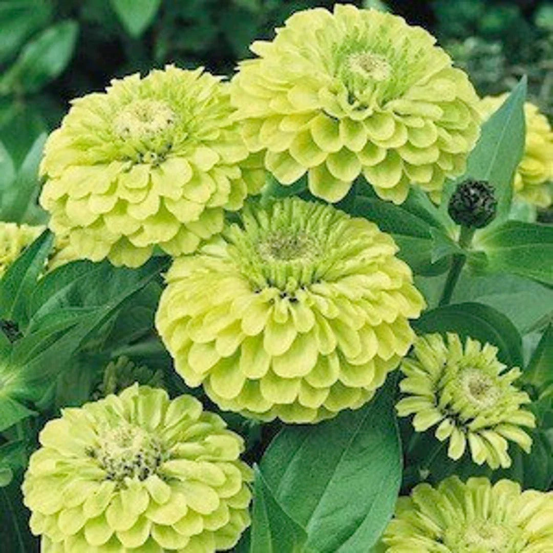 Envy Zinnia Flower seeds for Planting Drought Tolerant Heirloom & GMO Free Seeds for Home Garden
Sale