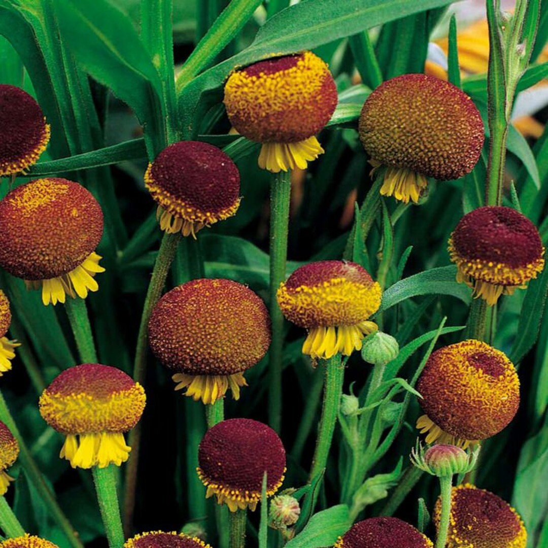Helenium Autumn Lollipop Flower seeds for Planting Drought Tolerant Heirloom & GMO Free Seeds for Home Garden