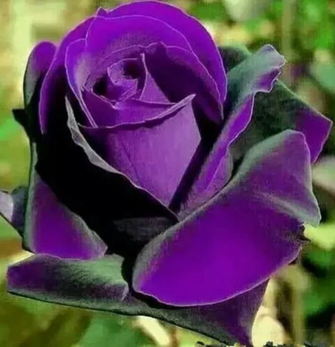 Rose Flower seeds for Planting Compact Growth Heirloom & GMO Free Seeds for Home Garden