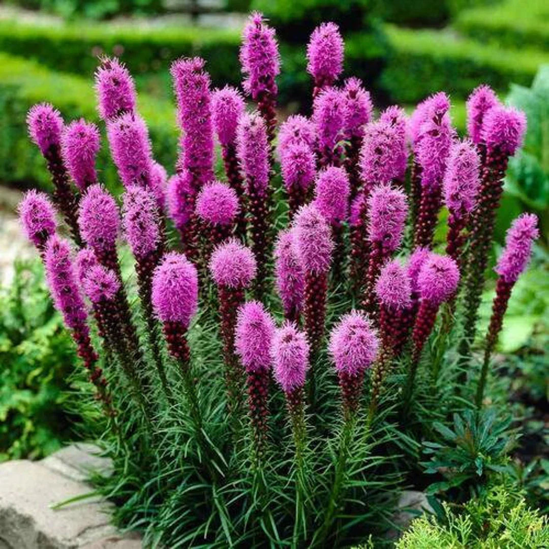 Prairie Flower seeds for Planting Garden Favorite Heirloom & GMO Free Seeds for Home Garden