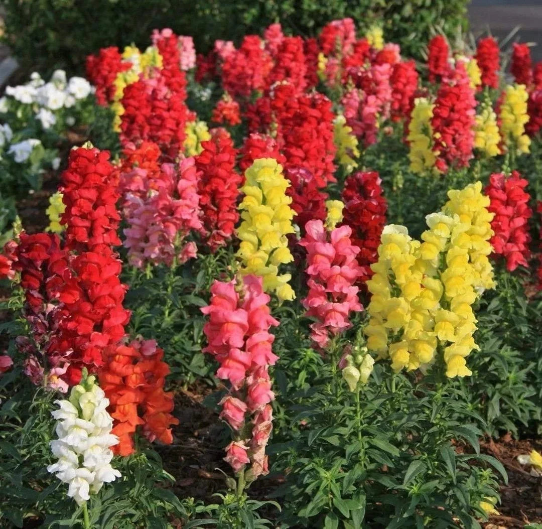 Snapdragon Flower seeds for Planting Garden Favorite Heirloom & GMO Free Seeds for Home Garden