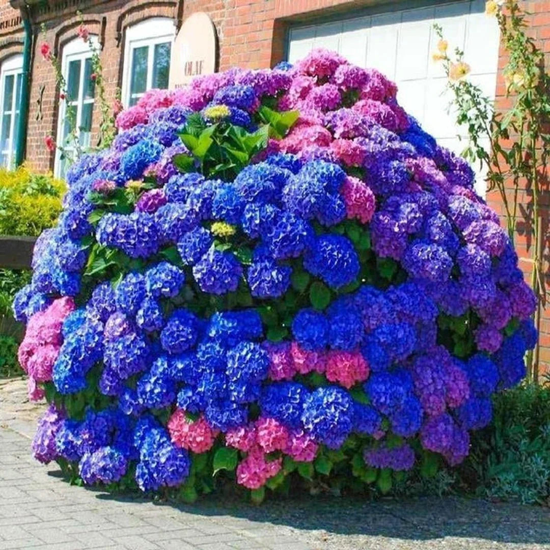 Sky Blue Hydrangea Seeds For Vibrant Flower Planting