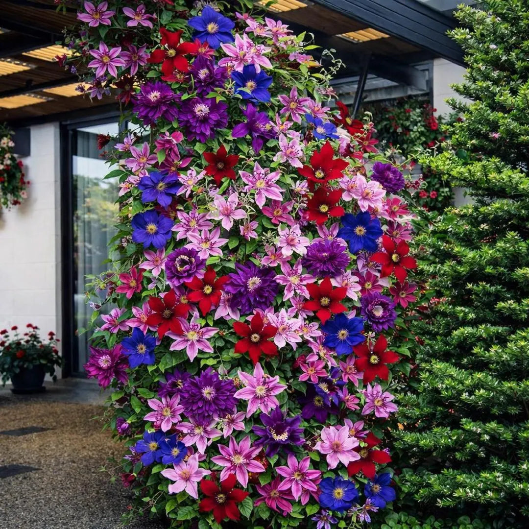 Clematis Flower seeds for Planting Colorful Display Heirloom & GMO Free Seeds for Home Garden