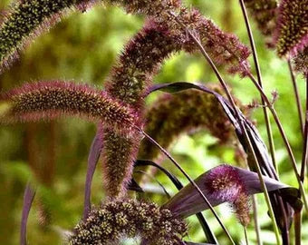 Foxtail Millet Red Jewel Ornamental Flower seeds for Planting - Seasonal Bloomer, Heirloom & GMO Free Seeds for Home Garden
Sale seeds for home garden