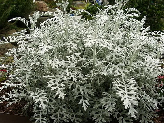 Dusty Miller Silver Dust Flower seeds for Planting - Colorful Display, Heirloom & GMO Free Seeds for Home Garden
Sale seeds for home garden