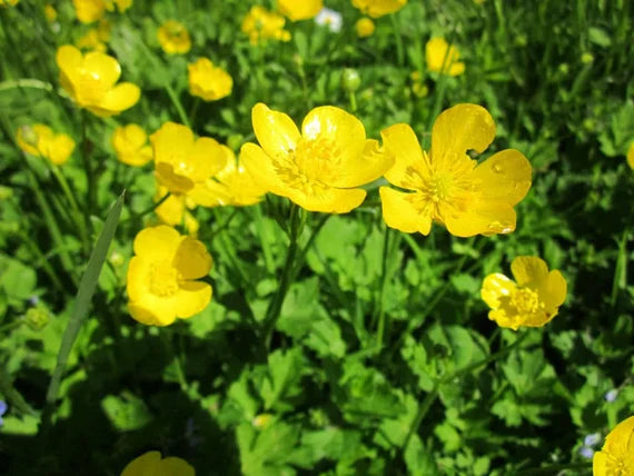 Meadow Buttercup Flower seeds for Planting Shade Tolerant Heirloom & GMO Free Seeds for Home Garden