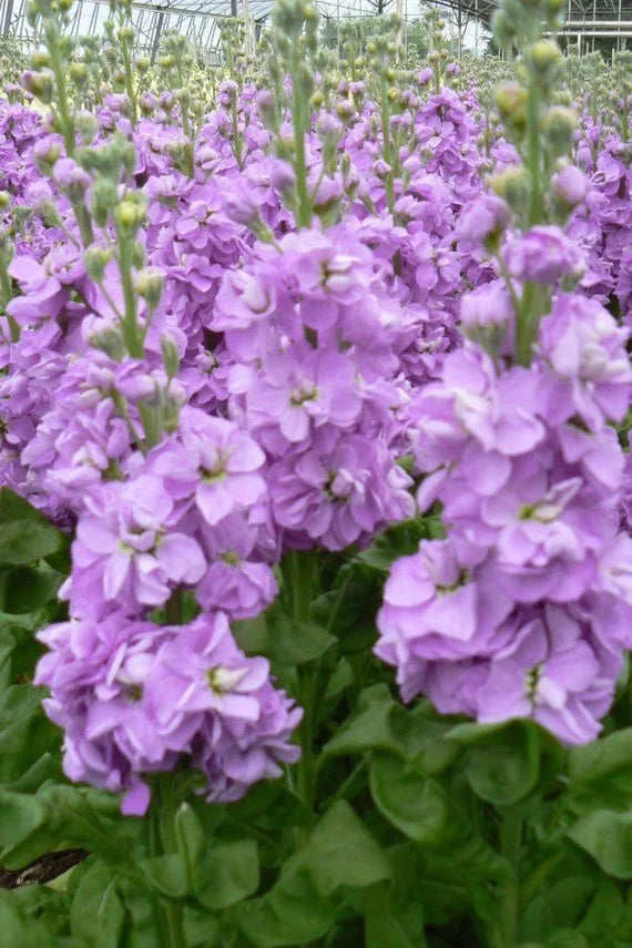 Purple Matthiola Incana Seeds Flower seeds for Planting Easy to Grow Heirloom & GMO Free Seeds for Home Garden